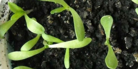 Армерия: засаждане на разсад, как да отглеждаме от семена, снимка